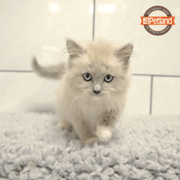 Ragdoll-Cat-Female---Petland Overland Park, Kansas