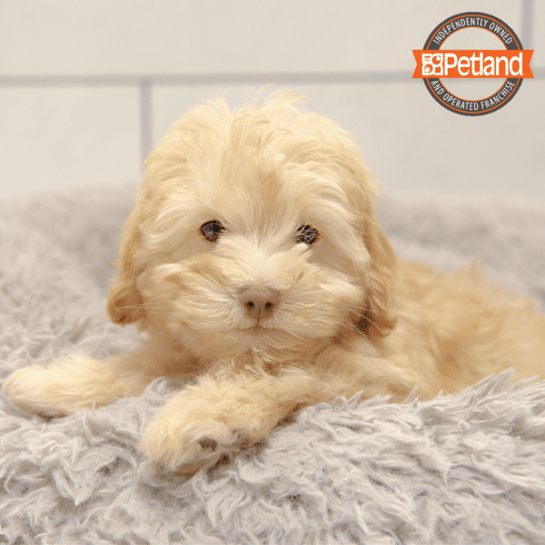 Schnoodle-Dog-Male---Petland Overland Park, Kansas