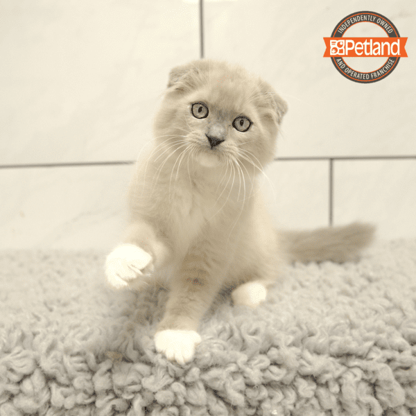 Scottish Fold-Cat-Male---Petland Overland Park, Kansas
