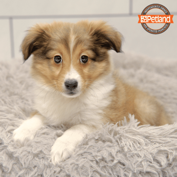 Shetland Sheepdog-Dog-Female---Petland Overland Park, Kansas