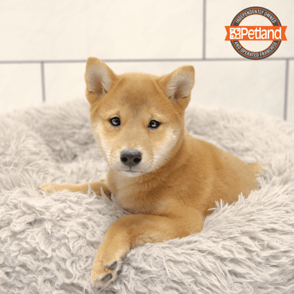 Shiba Inu-Dog-Male---Petland Overland Park, Kansas