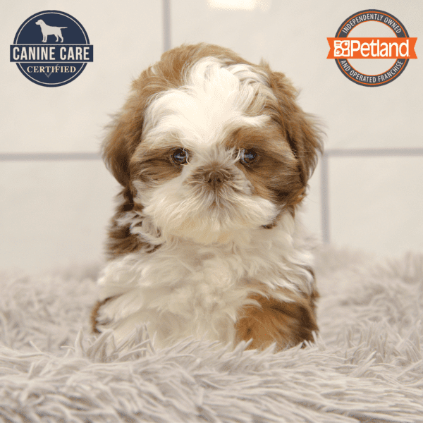 Shih Tzu-Dog-Female---Petland Overland Park, Kansas