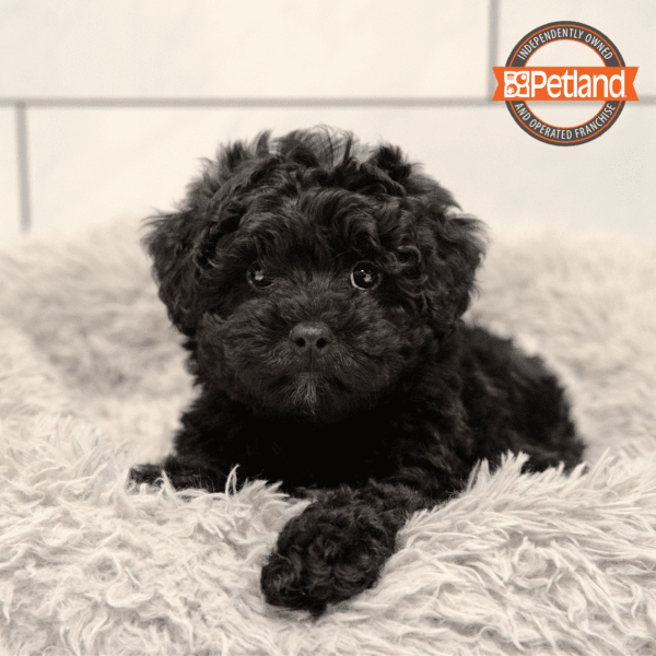 Yorkie/Poodle-Dog-Female---Petland Overland Park, Kansas