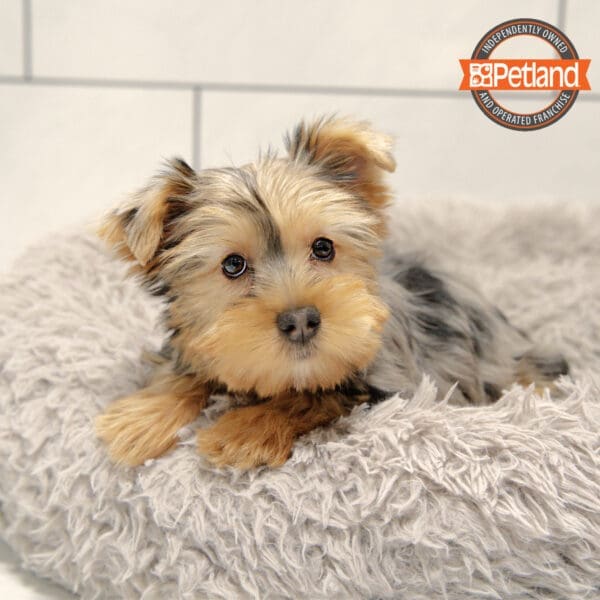 Yorkshire Terrier-Dog-Female---Petland Overland Park, Kansas
