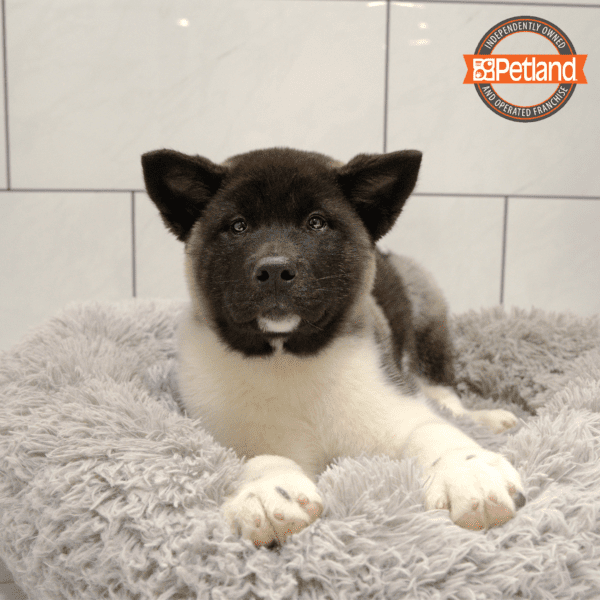 Akita-Dog-Male---Petland Overland Park, Kansas