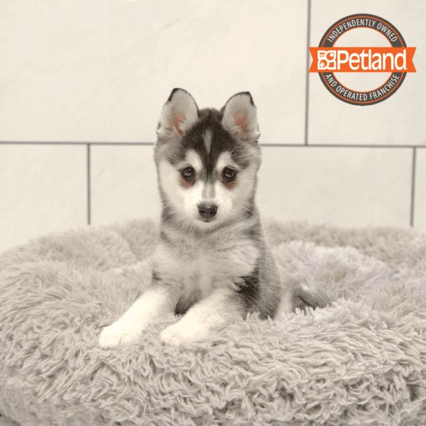 [#2577-01] Black M Alaskan Klee Kai Puppies for Sale