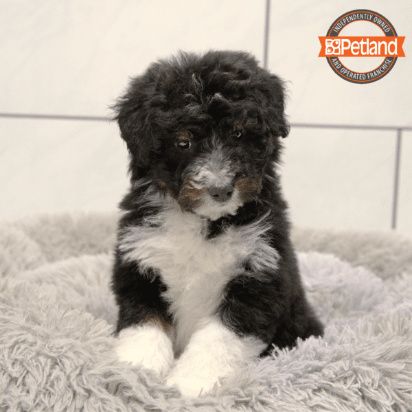 Aussiedoodle-Dog-Female---Petland Overland Park, Kansas