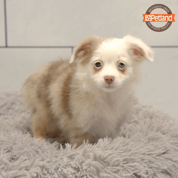 [#2548-03] Red Merle F Australian Shepherd Puppies for Sale