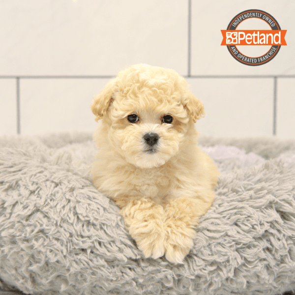 [#2545-02] Apricot F Bichapoo Puppies for Sale
