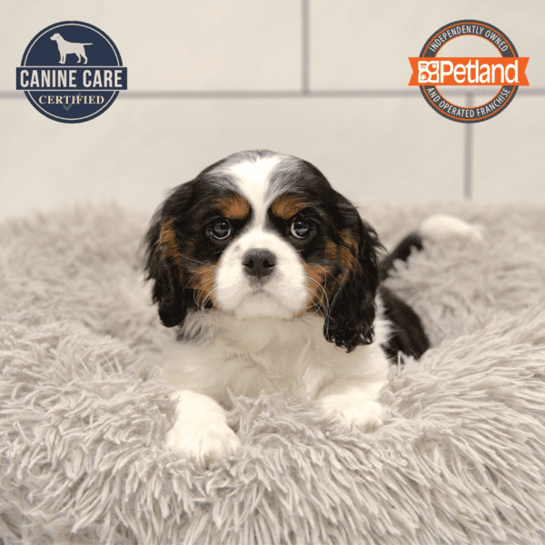Cavalier King Charles Spaniel-Dog-Male---Petland Overland Park, Kansas