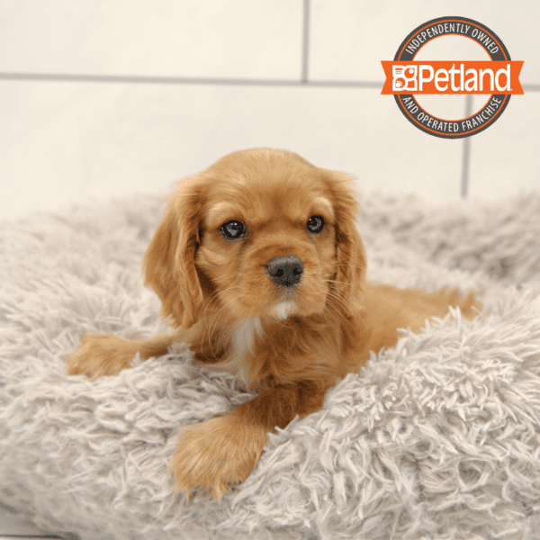 [#25193-01] Ruby M Cavalier King Charles Spaniel Puppies for Sale