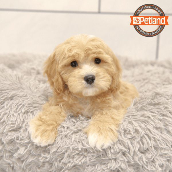 Cavapoo-Dog-Male---Petland Overland Park, Kansas