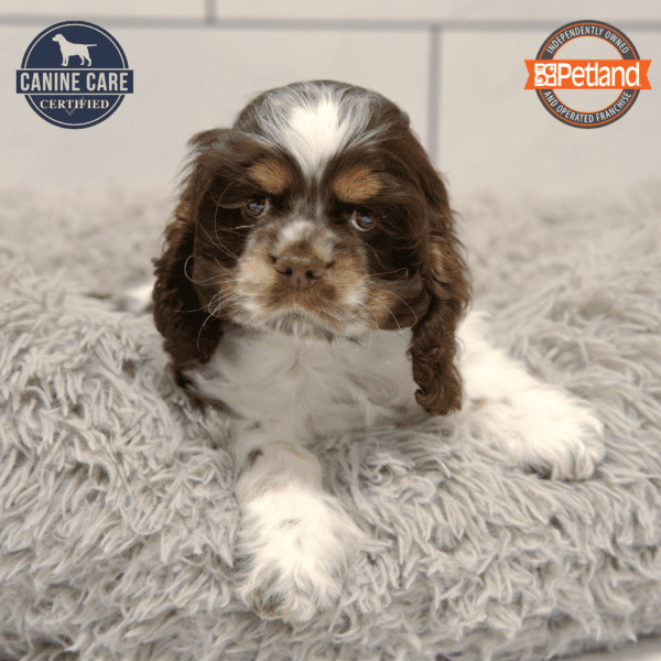 [#25104-03] Chocolate / White M Cocker Spaniel Puppies for Sale