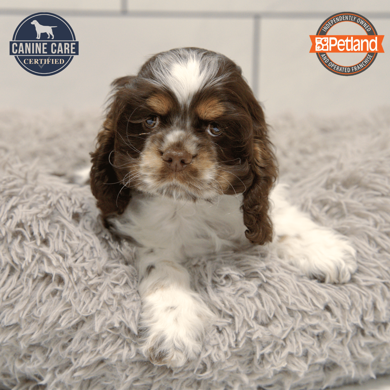 Available Pets - Petland Overland Park, Kansas