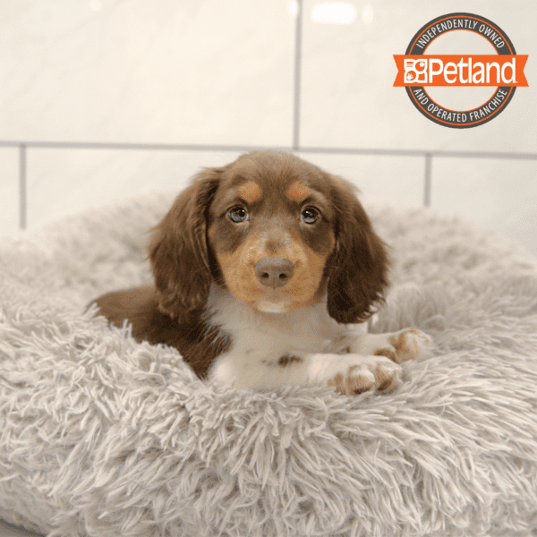 Dachshund-Dog-Male---Petland Overland Park, Kansas