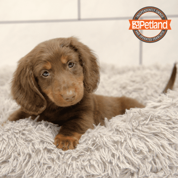 Dachshund-Dog-Male---Petland Overland Park, Kansas
