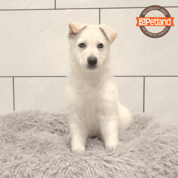 [#243733-04] White F German Shepherd Dog Puppies for Sale