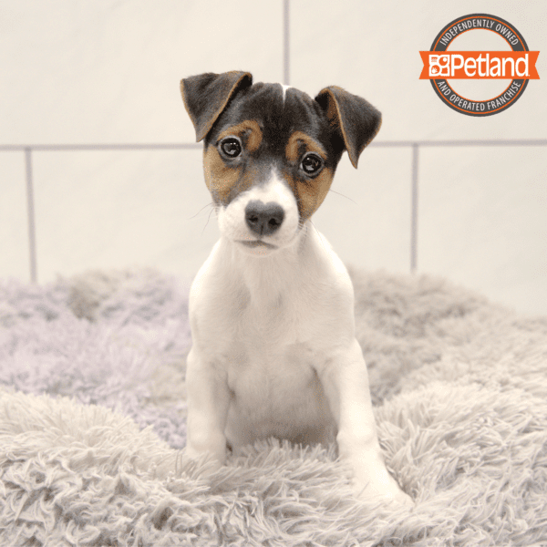 Jack Russell Terrier-Dog-Female---Petland Overland Park, Kansas
