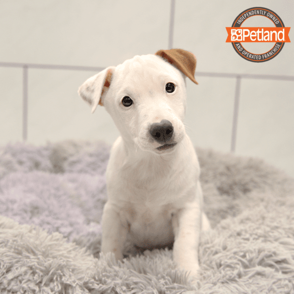 Jack Russell Terrier-Dog-Male---Petland Overland Park, Kansas