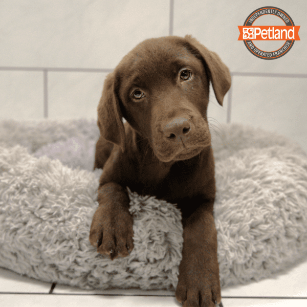 Labrador Retriever-Dog-Male---Petland Overland Park, Kansas