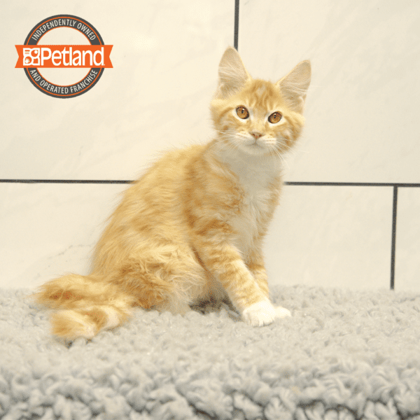Maine Coon-Cat-Male---Petland Overland Park, Kansas