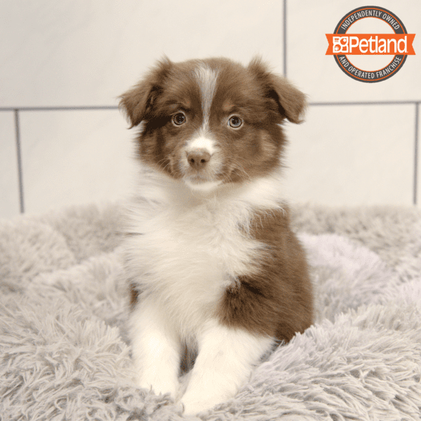 Miniature Australian Shepherd-Dog-Female---Petland Overland Park, Kansas