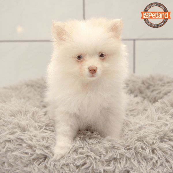 [#25102-03] Cream F Pomeranian Puppies for Sale