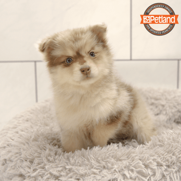 Pomsky-Dog-Female---Petland Overland Park, Kansas