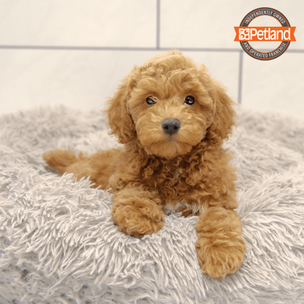 Poodle-Dog-Male---Petland Overland Park, Kansas