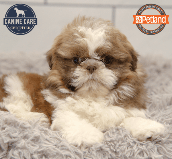 [#25115-01] Chocolate / White M Shih Tzu Puppies for Sale