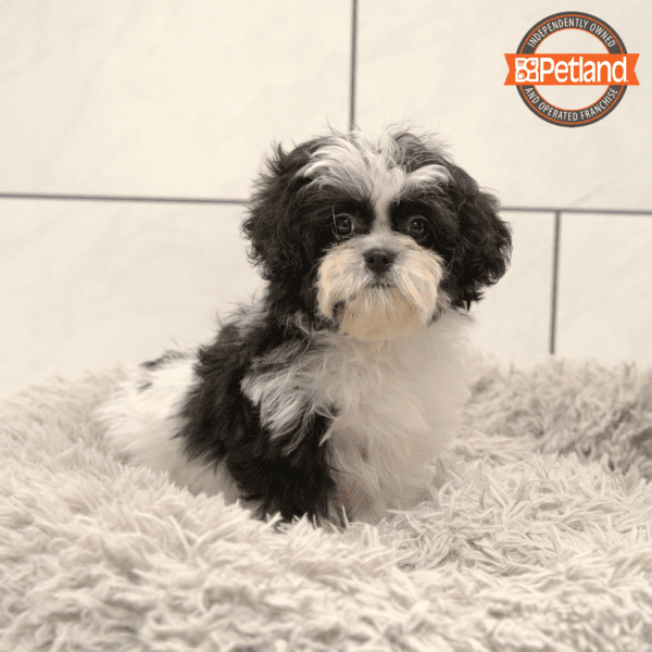 Shihpoo-Dog-Female---Petland Overland Park, Kansas