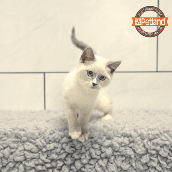 Siamese-Cat-Female---Petland Overland Park, Kansas