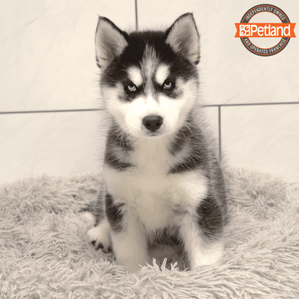 Siberian Husky-Dog-Male---Petland Overland Park, Kansas