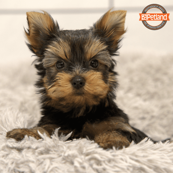 Yorkshire Terrier-Dog-Female---Petland Overland Park, Kansas