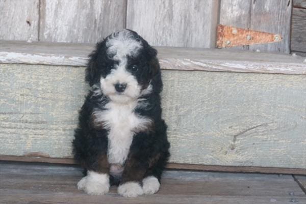 [#25683-03] Black White / Tan M Bernedoodle Mini 2nd Gen Puppies for Sale