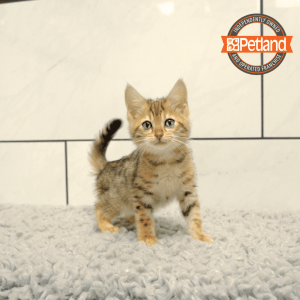 Bengal-Cat-Female---Petland Overland Park, Kansas