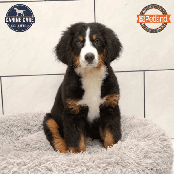 [#243675-06] Black M Bernese Mountain Dog Puppies for Sale