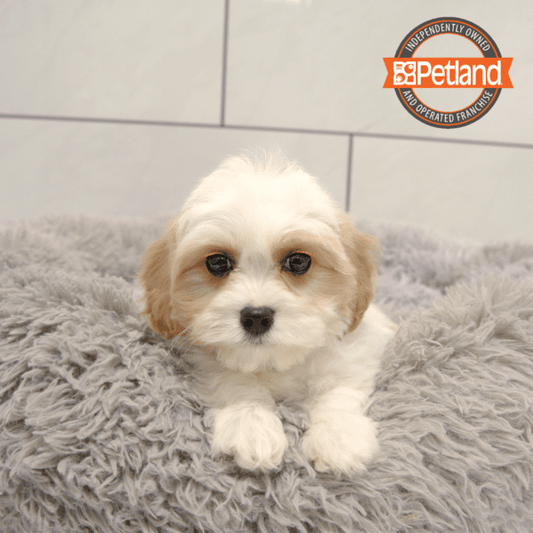 [#25177-03] Cream / White F Cavachon Puppies for Sale