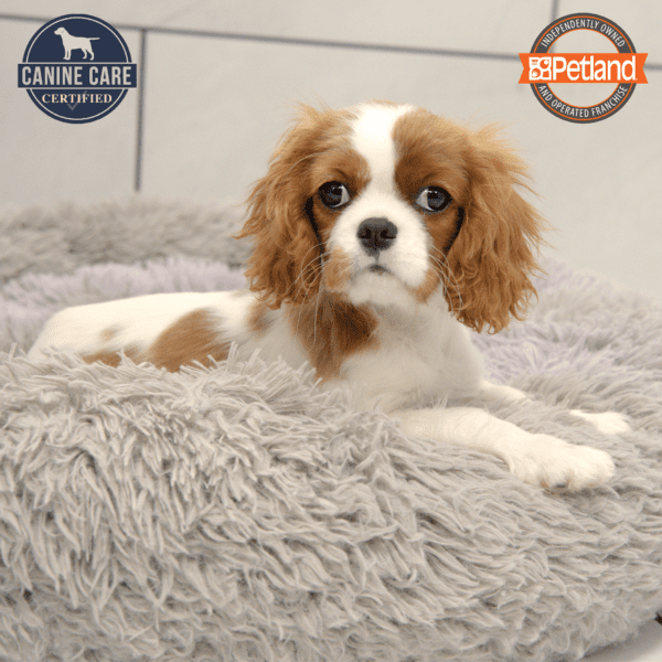 Cavalier King Charles Spaniel-Dog-Female---Petland Overland Park, Kansas