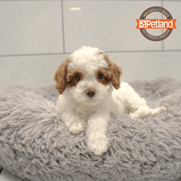 Cavapoo F2-Dog-Female---Petland Overland Park, Kansas