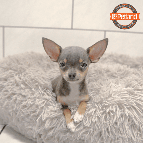 Chihuahua-Dog-Female---Petland Overland Park, Kansas