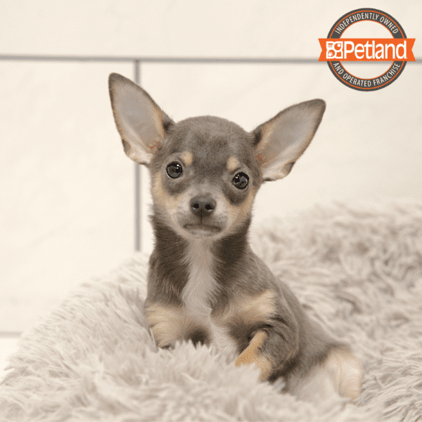 Chihuahua-Dog-Male---Petland Overland Park, Kansas