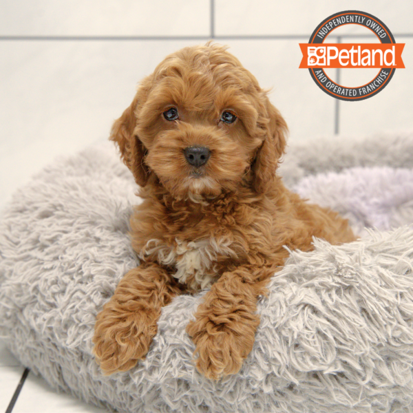 [#25327-04] Red F Cock A Poo Puppies for Sale