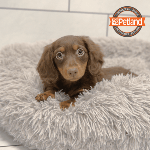 Dachshund-Dog-Female---Petland Overland Park, Kansas