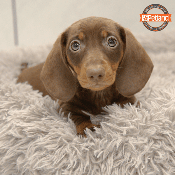 [#252-03] Chocolate / Tan M Dachshund Puppies for Sale