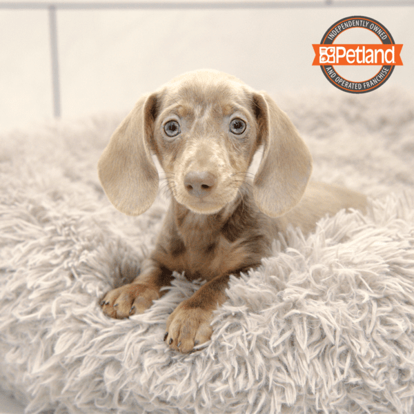 [#252-04] Blue Gray M Dachshund Puppies for Sale