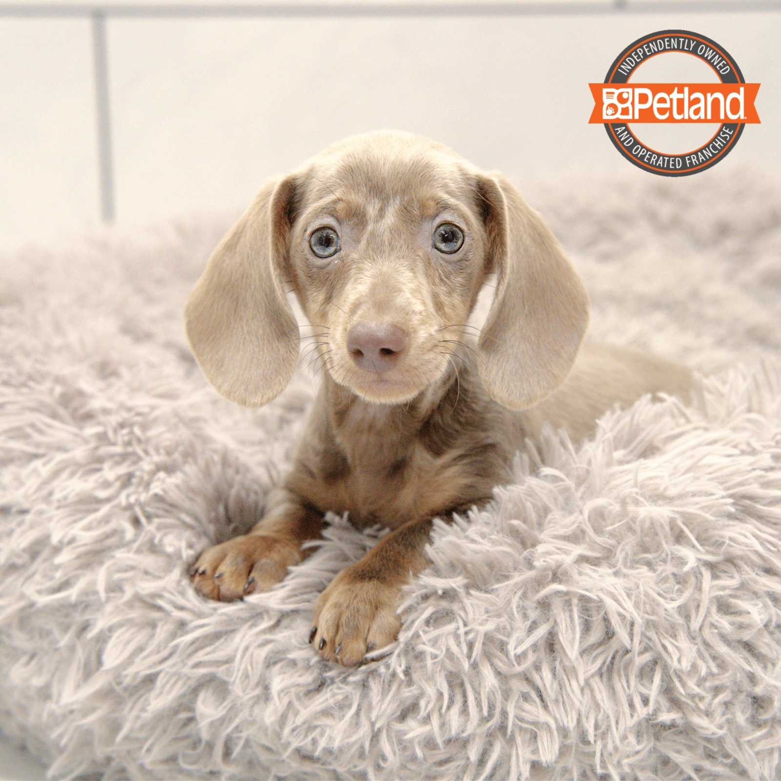 Available Pets - Petland Overland Park, Kansas