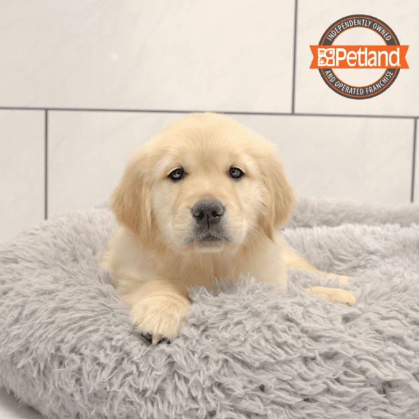 Golden Retriever-Dog-Female---Petland Overland Park, Kansas