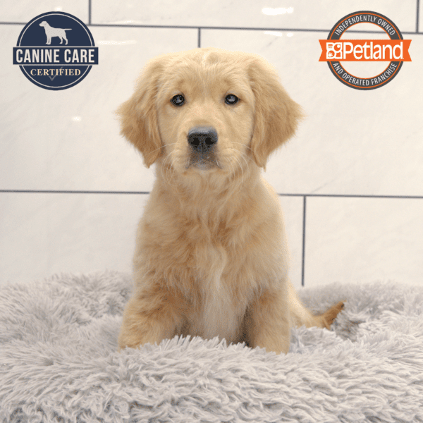 Golden Retriever-Dog-Female---Petland Overland Park, Kansas