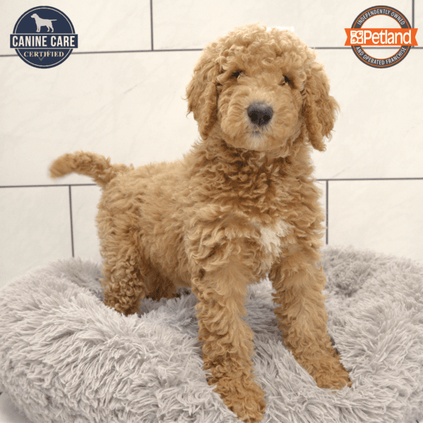 [#25218-03] Golden F Goldendoodle 2nd Gen Puppies for Sale